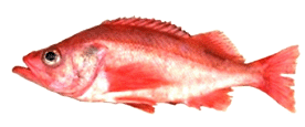 pacific ocean perch
